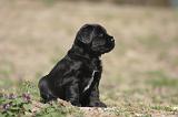 BRIARD 200